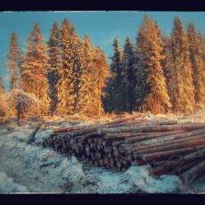 Skogen på Gaarder